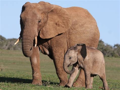Qual é O Maior Animal Terrestre Do Mundo - 7