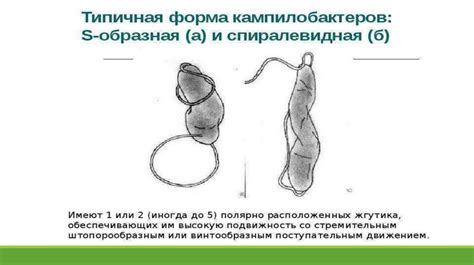 Инфекционные заболевания кампилобактериоз и хеликобактериоз ...