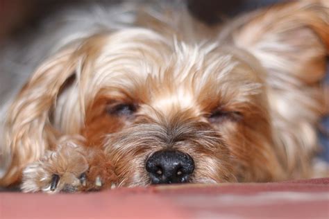 Hund Hundhuvud Huvud - Gratis foto på Pixabay - Pixabay
