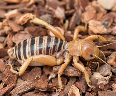 jerusalem crickets     rid   pest control gurus