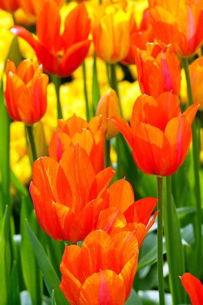 Parade Tulip - Сток картинки - iStock