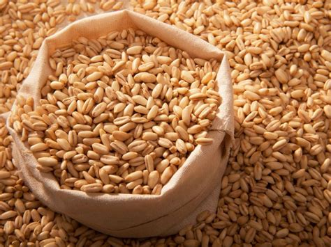 nutritionist explains health benefits  barley myvegan