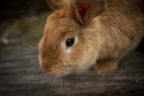 The Pellet Puzzle: How To Get Your Rabbit's Feeding Just Right