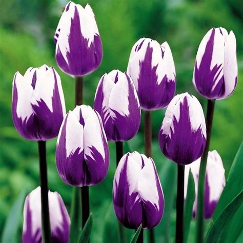 Características das Tulipas - PlantaSonya - O seu blog sobre cultivo de ...