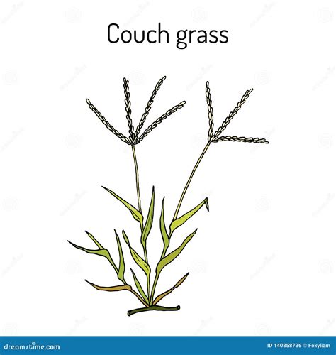 Couch Grass Elymus Repens , or Twitch, Medicinal Plant Stock Vector