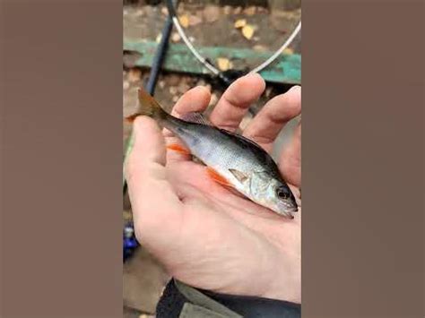 окунь маленький - YouTube