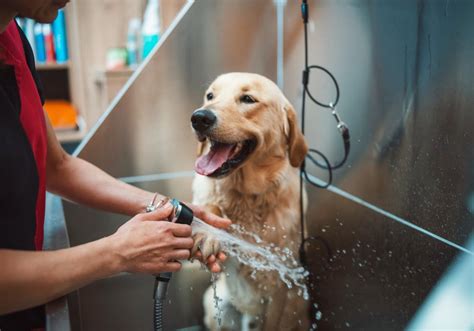 Banho E Tosa Em Casa - Como dar banho no pet em casa? - Blog Lojas Colombo