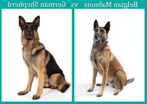 belgian malinois  german shepherd intelligence petsidi