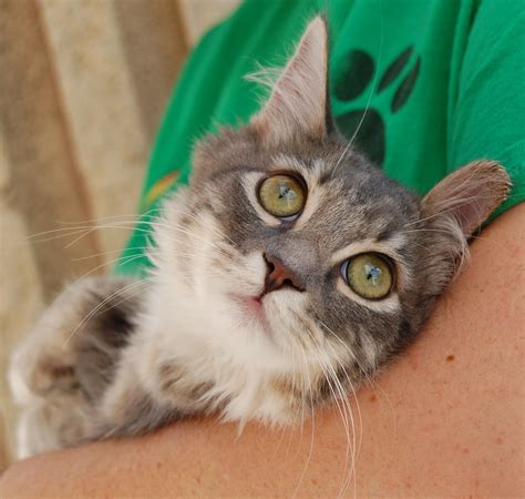 Free cat adoption events help local shelters find homes for kittens 35