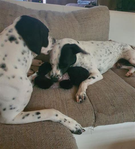 Privat.hunde.index