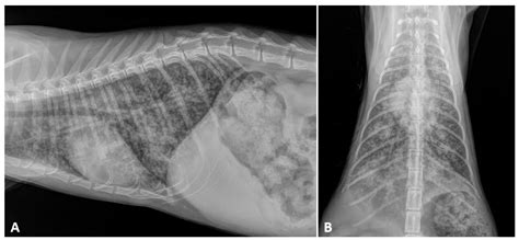 Cat Respiratory Nematodes: Current Knowledge, Novel Data and Warranted