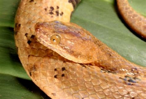 Strange New Snake Species Dubbed Primitive 'Relic of Time'