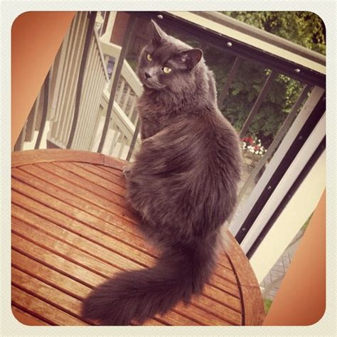 Beautiful Cat with Soft Fur