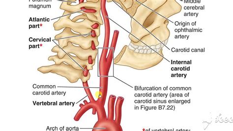 Internal carotid artery 1 - YouTube