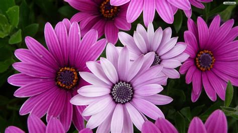 nature flower hd wallpaper