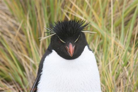 Rockhopper Penguin photo WP11982