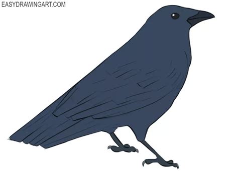 How to Draw a Crow - Easy Drawing Art