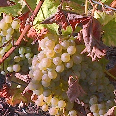 Interesting facts about Sauvignon Blanc | WineTourism.com