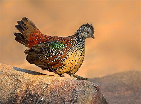 Endemic Birds Of Sri Lanka