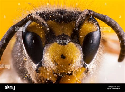 Bees close up face shot. Stack image Stock Photo - Alamy