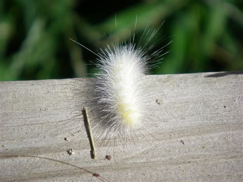 White, Hairy Caterpillar -2- by ArapaimaofesoX on DeviantArt