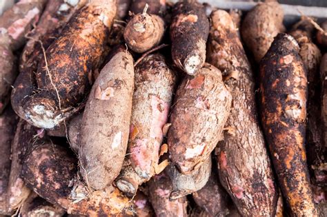 Araruta É O Mesmo Que Maizena - Araruta: O que é, propriedades e como consumir - Vitat