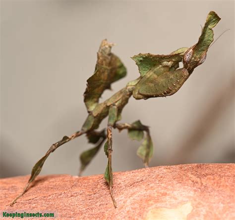 Ghost Mantis - Phyllocrania paradoxa | Keeping Insects