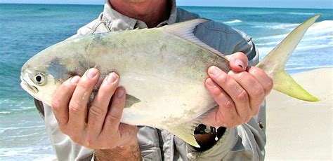 Pompano Run | Fishing from Florida Shores