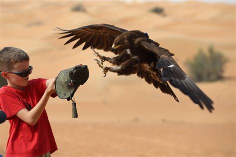 How You Can Help Save Birds of Prey - National Park Trust