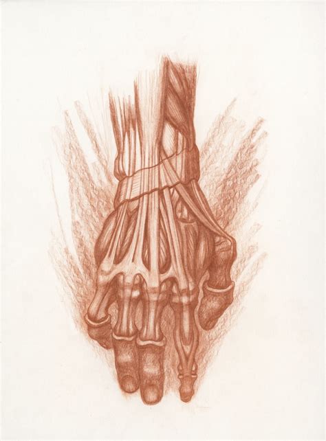 Hand Anatomy Drawing at PaintingValley.com | Explore collection of Hand ...