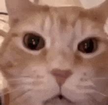 Gato Rindo Gif