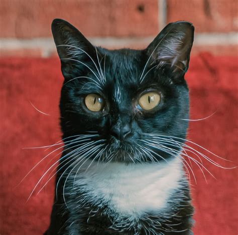 happy cats haven colorado springs 5