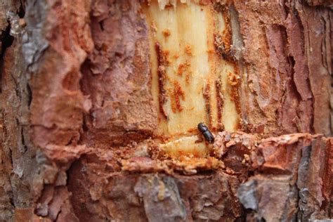 BOLETÍN DE RESULTADOS/2022 DEL SISTEMA DE MONITOREO DEL GORGOJO ...