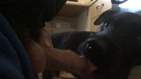 dog sucks dick