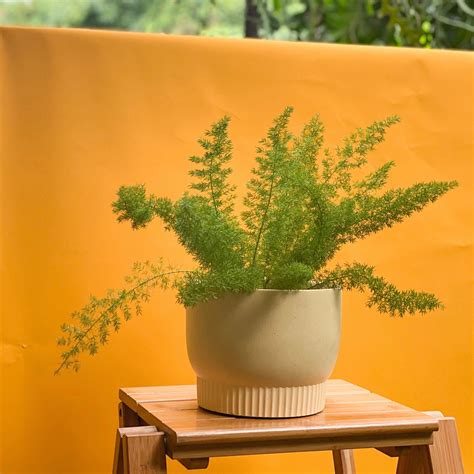 Foxtail Fern styled with Luna Planter – Le Plant Plant