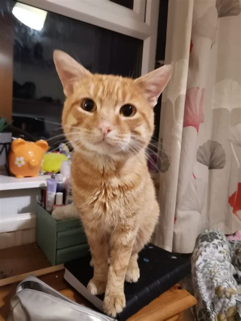 Fostering - Celandine Wood Animal Rescue