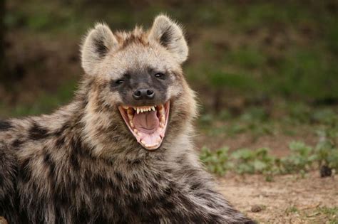 158 best images about Africa - Hyena on Pinterest | Afrikaans, Africa