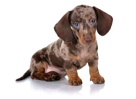 Dachshund Puppies Oregon - Search Best 4K Wallpapers