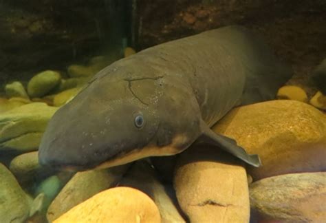 The Breath of History: The Fascinating Australian Lungfish - Swim to ...