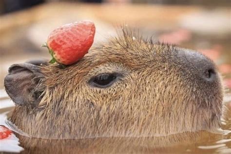 a capybara with a strawberry on top of it's head in the water