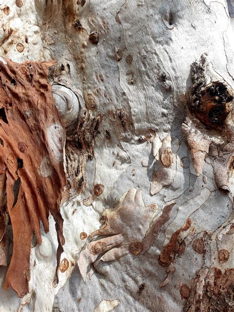 10 Taungurung words to learn before visiting Country | wawa biik | | 10