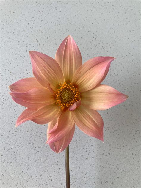 Pin by Brittany Leeann on Dahlia | Dahlia flower, Dahlia, New art