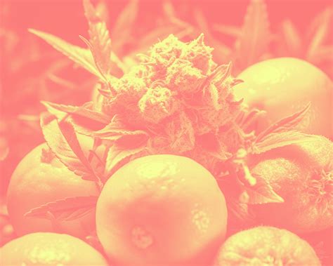 CAFE Guide to Cannabis Terpenes