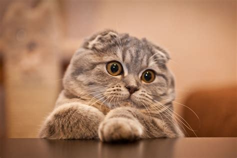 Scottish Fold Cat Day | Holiday Smart