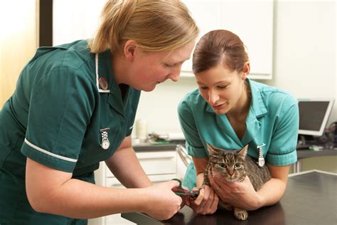 The role of the veterinary nurse in the management of senior pets
