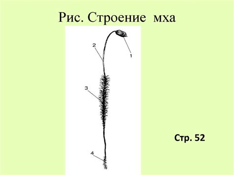 Общая характеристика подцарства Высшие растения - презентация онлайн
