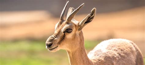 definitive guide  southern gerenuk facts habitat conservation