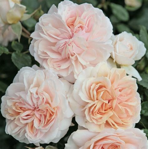 Купить Гарден оф роуз (Garden of Roses) - Интернет-магазин по продаже ...