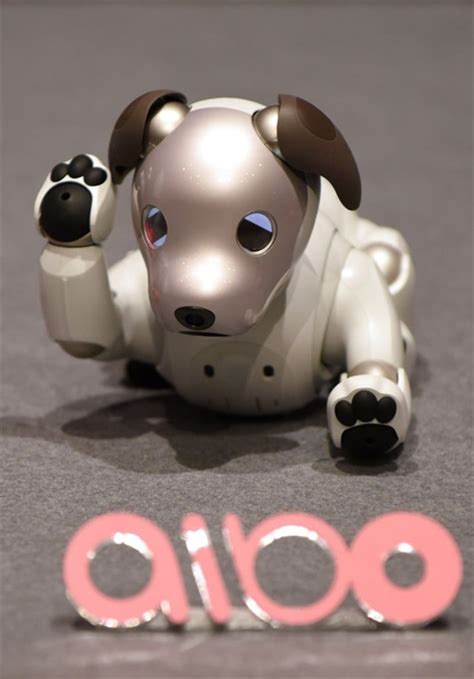 sony rilancia il cane robot aibo ecco   fatto wired