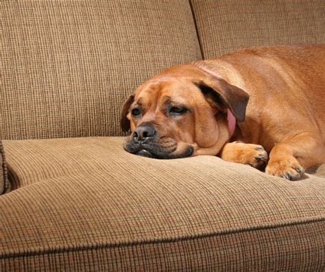 Pawprints Of Pain: 5 Clues To Identify A Depressed Dog
